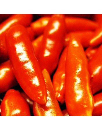 Tabasco Pepper, Original, Tabasco Mexico, Create Tabasco Sauce, Very Hot Pepper Seeds - [ Shop Canadian Seeds Online ]  - Pepper