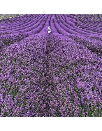 Vera Lavender Herb, English, Lavender Herb Seeds - [ Seed2Go.ca ] - [Seed Packets] - Herb Seeds - 