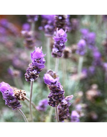 Vera Lavender Herb, English, Lavender Herb Seeds - [ Seed2Go.ca ] - [Seed Packets] - Herb Seeds - 