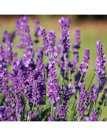 Vera Lavender Herb, English, Lavender Herb Seeds - [ Seed2Go.ca ] - [Seed Packets] - Herb Seeds - 