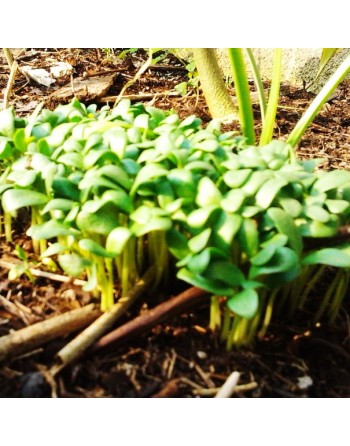 Fenugreek, Kasuri Samudra, Methi, Fenugreek Seeds, Herbs - [ Seed2Go.ca ] - [Seed Packets] - Herb Seeds - 