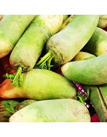 Korean Radish, Green Top F1, Green Shoulder Radish Seeds - [ Seed2Go.ca ] - [Seed Packets] - Radish - 
