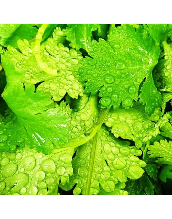 Cilantro Coriander Herb, European, Cilantro Seeds, Italy - [ Seed2Go.ca ] - [Seed Packets] - Herb Seeds - 