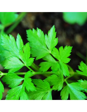 Italian Giant Parsley Seeds, Gigante Di Napoli Italia, Large Leaf Herb - [ Seed2Go.ca ] - [Seed Packets] - Herb Seeds - 