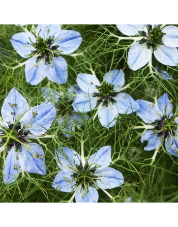 Roman Coriander Cumin, Black Cumin, Nutmeg Flower, Cumin Seeds - [ Seed2Go.ca ] - [Seed Packets] - Cumin - 