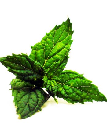 Spearmint Mint, European & Asia Herb, Mint Herb Seeds - [ Seed2Go.ca ] - [Seed Packets] - Mint - 