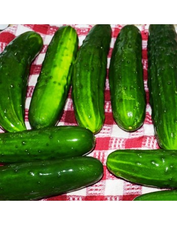 Marketmore 70 Long Pickling Cucumber - [ Shop Canadian Seeds Online ]  - Cucumber - 