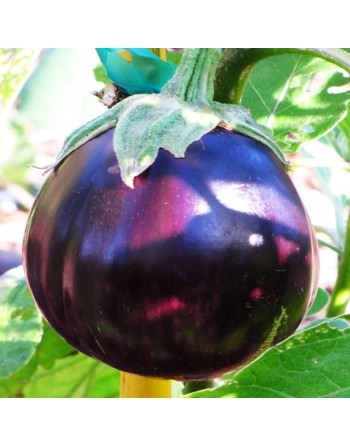 Black Beauty Eggplant, ​Belezza Nera o Black Beauty - [ Shop Canadian Seeds Online ]  - Eggplant - 