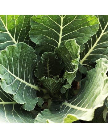 Vates Collard, Collard Greens Seeds - [ Shop Canadian Seeds Online ]  - Collard Greens - 
