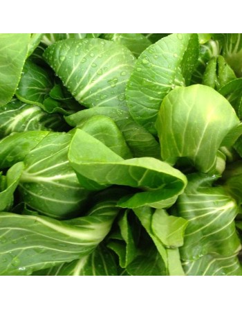 Pak Choy, Bok Choy, Chinese Cabbage Seeds - [ Shop Canadian Seeds Online ]  - Cabbage - 