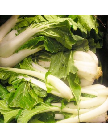 Pak Choy, Bok Choy, Chinese Cabbage Seeds - [ Shop Canadian Seeds Online ]  - Cabbage - 