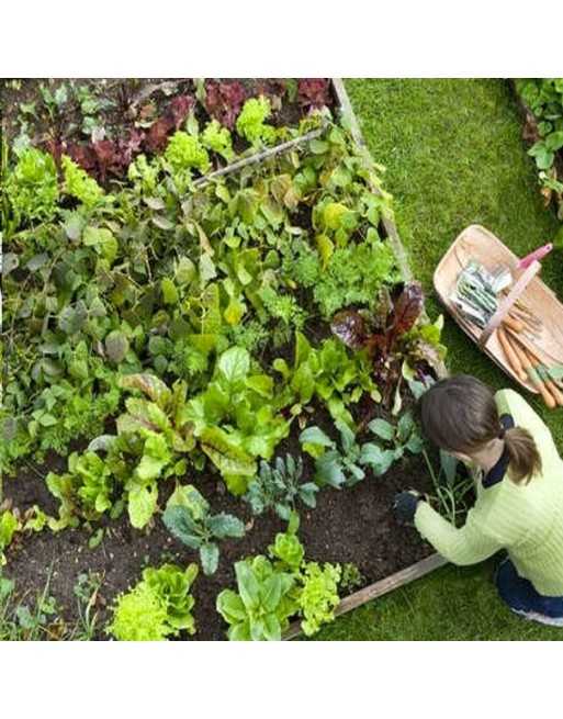 Raised Garden Bed Gardening Plans Plan 4 - 1