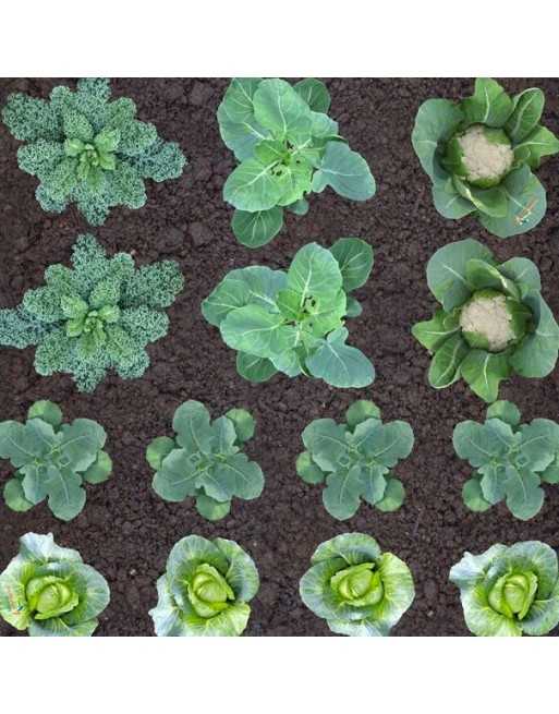 Fall Vegetable Garden Plans - 1