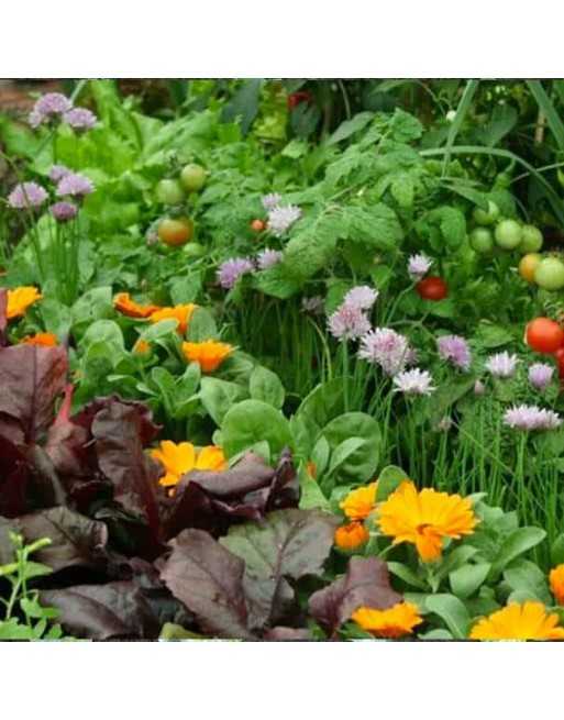 Flower/ Vegetable Garden Plan Layout - 1