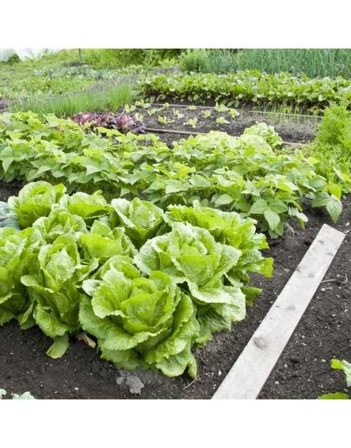 Spring Planting Layout - 1