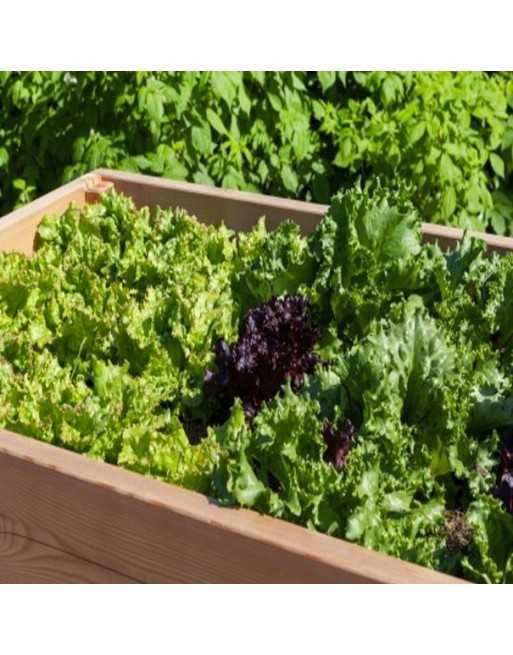 Salad Bar Planting Layout - 1