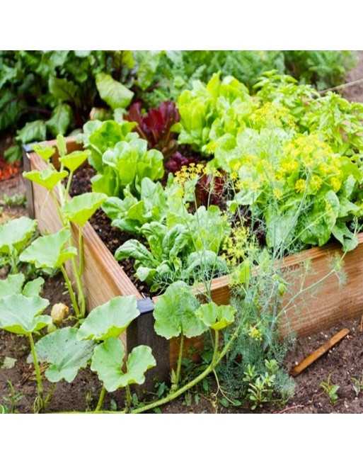 Kitchen Planting Layout - 1