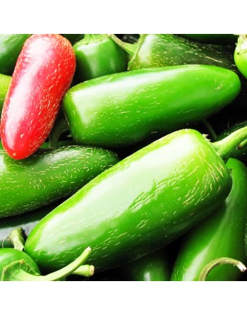 Jalapeño Traveler Pepper, High Yielding, Green Chili,  Pepper Seeds - [ Shop Canadian Seeds Online ]  - Pepper Seeds - 