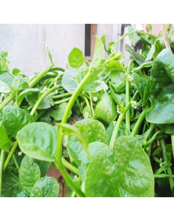 Malabar Poi Indian Dark Green Spinach, Green Round Leaf, Madhuri, भारतीय गहरा हरा पालक - [ Shop Canadian Seeds Online ]  - Spina
