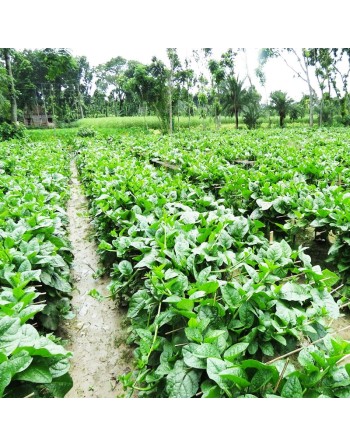 Malabar Poi Indian Dark Green Spinach, Green Round Leaf, Madhuri, भारतीय गहरा हरा पालक - [ Shop Canadian Seeds Online ]  - Spina