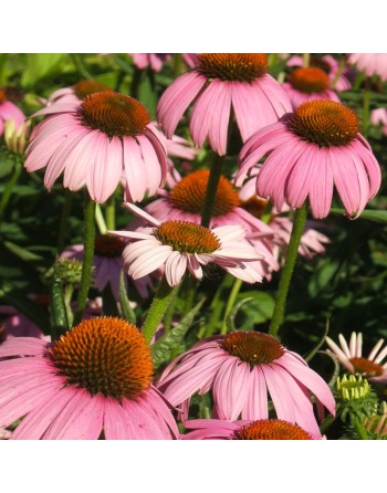 Purple Coneflower, Perennial Echinacea Herb Flower Seeds - [ Seed2Go.ca ] - [Seed Packets] - Echinacea - 