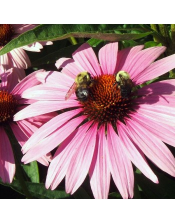 Purple Coneflower, Perennial Echinacea Herb Flower Seeds - [ Seed2Go.ca ] - [Seed Packets] - Echinacea - 