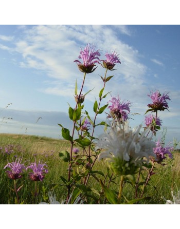 Lemon Bergamot Mint Herb Flower - [ Seed2Go - Canada ] - VH-BERG - Bergamot