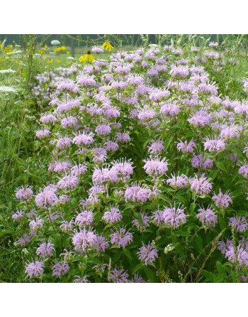 Lemon Bergamot Mint Herb Flower - [ Seed2Go - Canada ] - VH-BERG - Bergamot