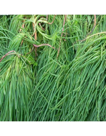 Land Seaweed Seeds, Japanese, Salsola Okahijiki Komarovii - [ Shop Canadian Seeds Online ]  - Seaweed - 