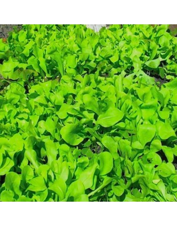 Leaf Chicory, Zuccherina Di Trieste Da Taglio, Sugar Cutting Chicory - [ SEED2GO.CA] - VH-CTLG - Chicory Endive & Escarole