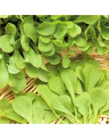 Leaf Chicory, Zuccherina Di Trieste Da Taglio, Sugar Cutting Chicory - [ SEED2GO.CA] - VH-CTLG - Chicory Endive & Escarole