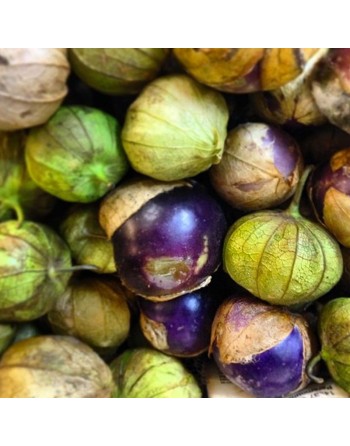 Toma Purple Tomatillo Seeds, Little Tomato, Mexican, Purple Salsa - [ Seed2Go.ca ] - [Seed Packets] - Tomatillo - 