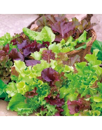 Baby Leaf Lettuce Mix, Come & Cut Again Mix, Miscuglio Di Lattuga Di Taglio - [ Garden Seeds, Seed2Go.ca] - V-BLM - Lettuce