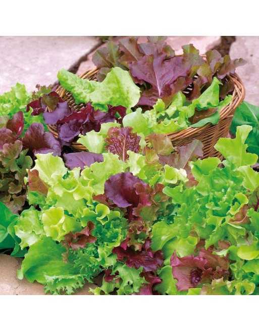 Baby Leaf Lettuce Mix, Come & Cut Again Mix, Miscuglio Di Lattuga Di Taglio - [ Shop Canadian Seeds Online ]  - Lettuce - 