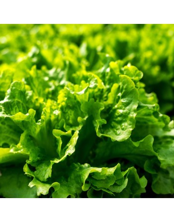 Black Seeded Simpson Lettuce Seeds, Gentilina Lettuce, Heat Lettuce - [ Shop Canadian Seeds Online ]  - Lettuce - 