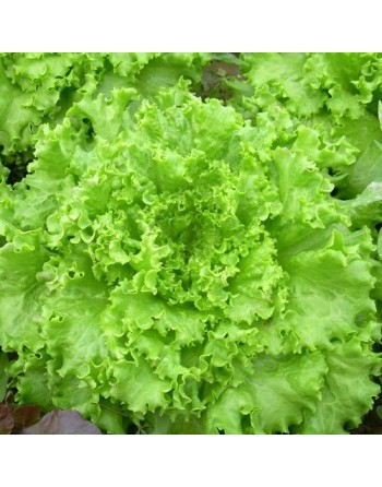Black Seeded Simpson Lettuce Seeds, Gentilina Lettuce, Heat Lettuce - [ Shop Canadian Seeds Online ]  - Lettuce - 