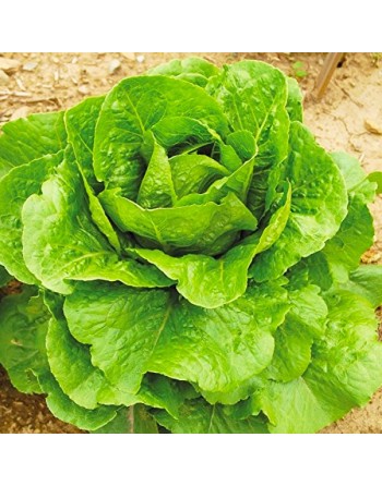 Parris Island Romaine Seeds, Cos Lettuce, Romaine Lettuce Seeds - [ Shop Canadian Seeds Online ]  - Lettuce - 