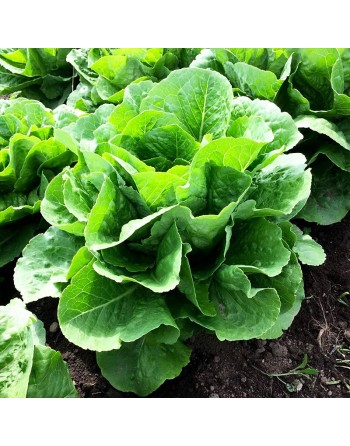 Parris Island Romaine Seeds, Cos Lettuce, Romaine Lettuce Seeds - [ Shop Canadian Seeds Online ]  - Lettuce - 