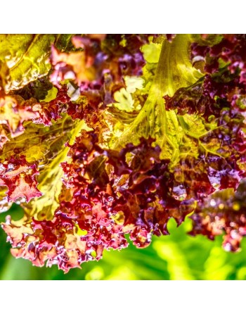 Lollo Rossa, Italian Burgundy Lettuce, Baby Leaf, Looseleaf - [ Seed2Go - Canada ] - VG-LDK - Lettuce