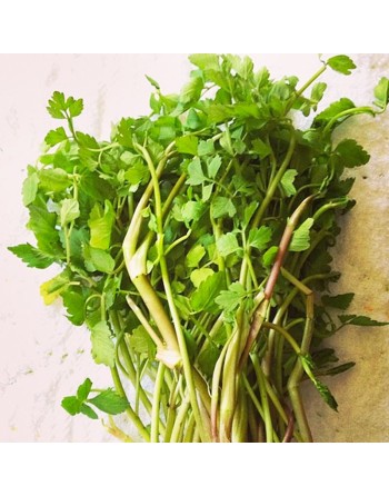 Japanese Parsley Seeds, Mitsuba East Asian Wild Parsley, San Ye Qin - [ Seed2Go.ca ] - [Seed Packets] - Parsley - 