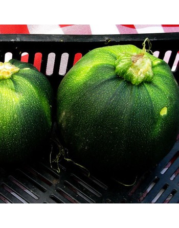 Round Zucchini, Di Nizza, Courgettes - [ Shop Canadian Seeds Online ]  - Zucchini - 