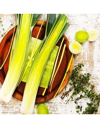 Italian Carentan Leek 2, Swiss Giant Leek Seeds - [ Shop Canadian Seeds Online ]  - Leek - 