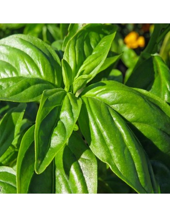 Genovese Basil Herb, Italian, Herb Seeds - [ Seed2Go.ca ] - [Seed Packets] - Herb Seeds - 