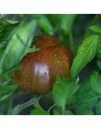 Black Krim Heirloom Tomato Seeds, Organic, Russian - [ Shop Canadian Seeds Online ]  - Tomato Seeds - 