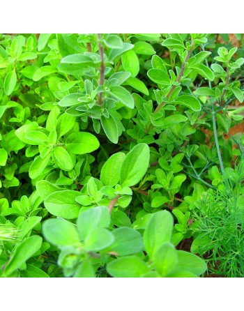 Sweet Marjoram Seeds, Herb, Markadoush, Bekaa Kafra, Lebanese - [ Shop Canadian Seeds Online ]  - Herb Seeds - 