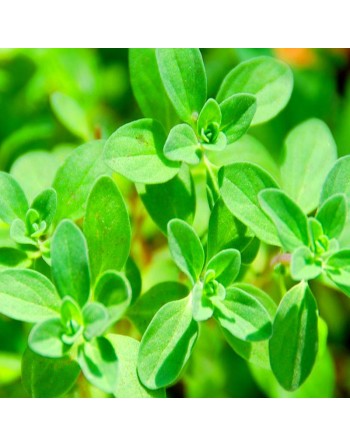 Sweet Marjoram Seeds, Herb, Markadoush, Bekaa Kafra, Lebanese - [ Shop Canadian Seeds Online ]  - Herb Seeds - 