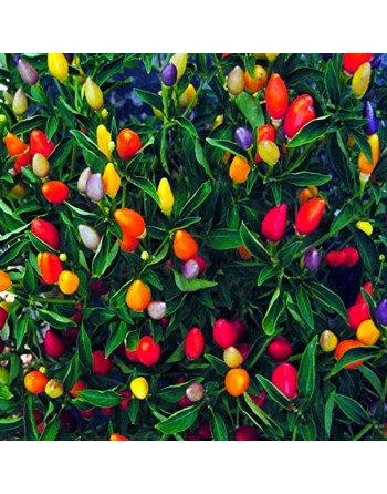 Ornamental Patio Peppers, Yellow, Orange, Red - [ Shop Canadian Seeds Online ]  - Pepper Seeds - 