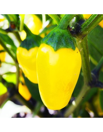 Yellow Jalapeño, Lemon Spice Yellow Pepper Seeds - [ Shop Canadian Seeds Online ]  - Pepper Seeds - 