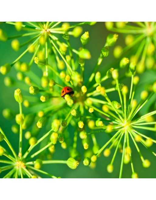 Old Fashioned Traditional Bouquet Dill, South-East Europe, Herb Seeds - [ Seed2Go.ca ] - [Seed Packets] - Herb Seeds - 