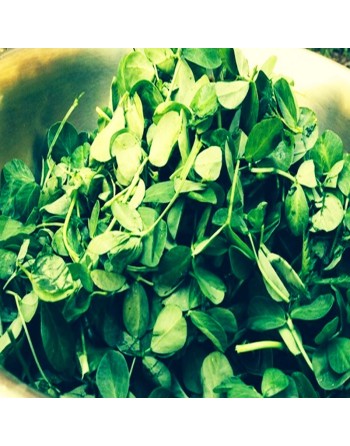 Fenugreek, Kasuri Samudra, Methi, Fenugreek Seeds, Herbs - [ Seed2Go.ca ] - [Seed Packets] - Herb Seeds - 